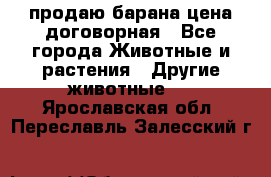 продаю барана цена договорная - Все города Животные и растения » Другие животные   . Ярославская обл.,Переславль-Залесский г.